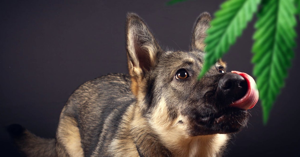Is weed harmful to dogs? How to prevent marijuana poisoning in pets