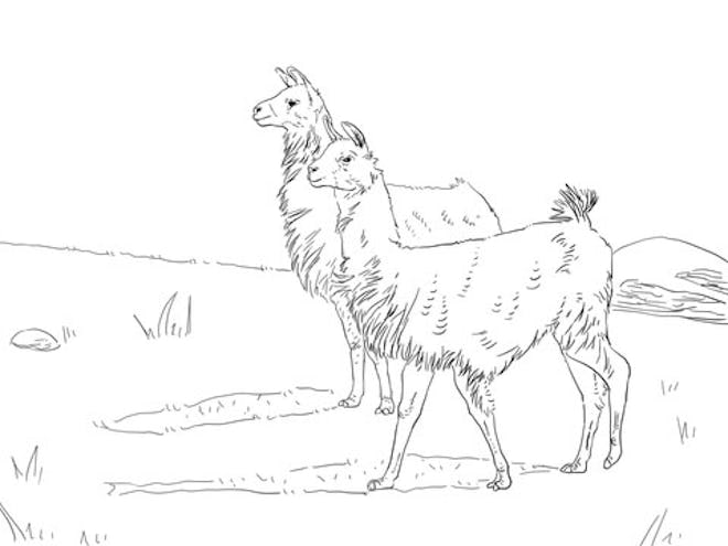 a kids coloring page featuring two llamas walking in a field