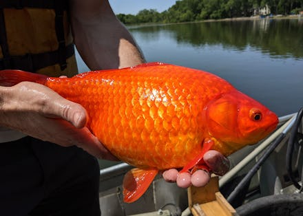 A large goldfish pulled from a lake in Burnsville, Minnesota