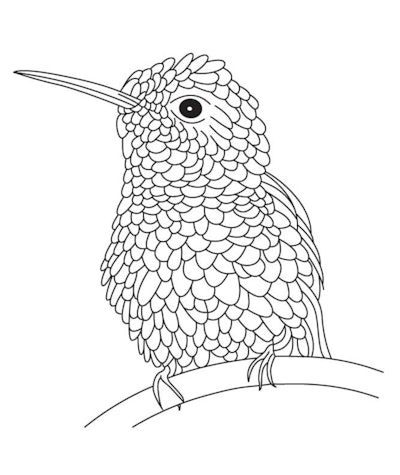 A Baby Hummingbird Coloring Page