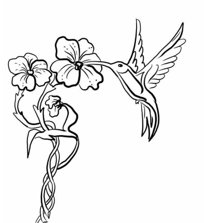 A Flying Hummingbird Coloring Page 