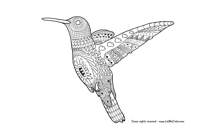 A Hummingbird Coloring Page For Adults