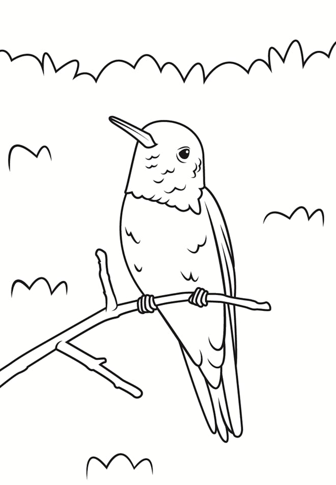 A Sitting Hummingbird Coloring Page