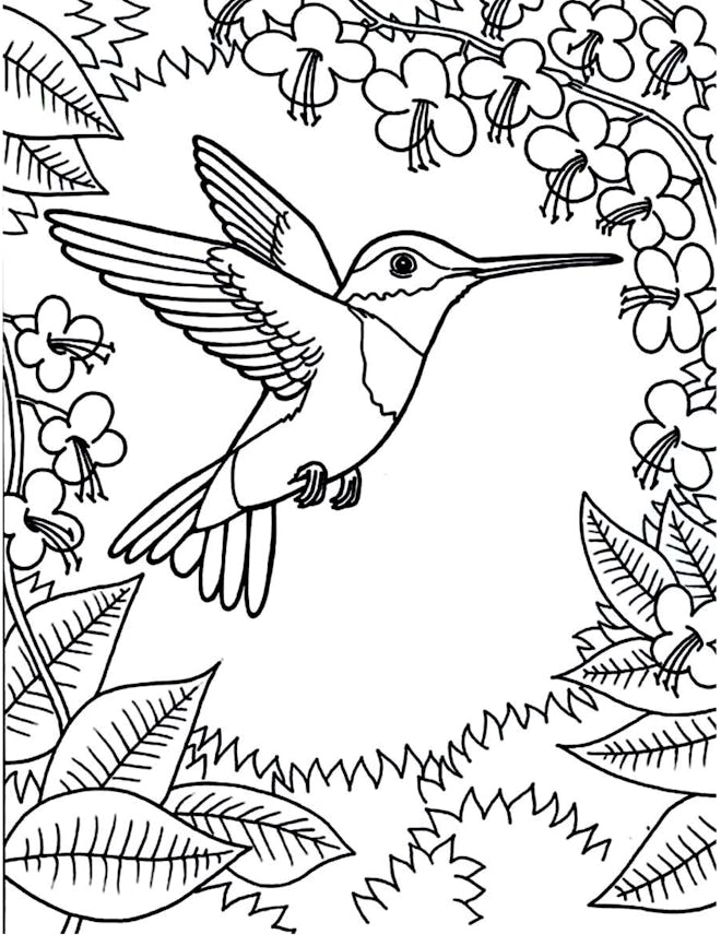 A Floral Hummingbird Coloring Page
