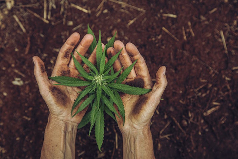 hands holding small cannabis plant