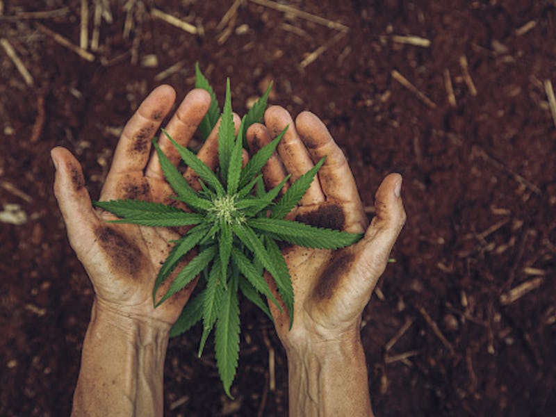 hands holding small cannabis plant