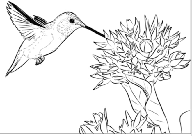 A Rufous Hummingbird Coloring Page 