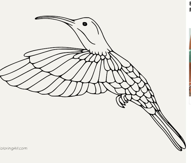 An In-Flight Hummingbird Coloring Page