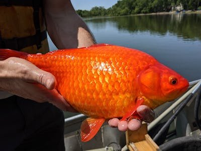 Goldfish, facts and photos