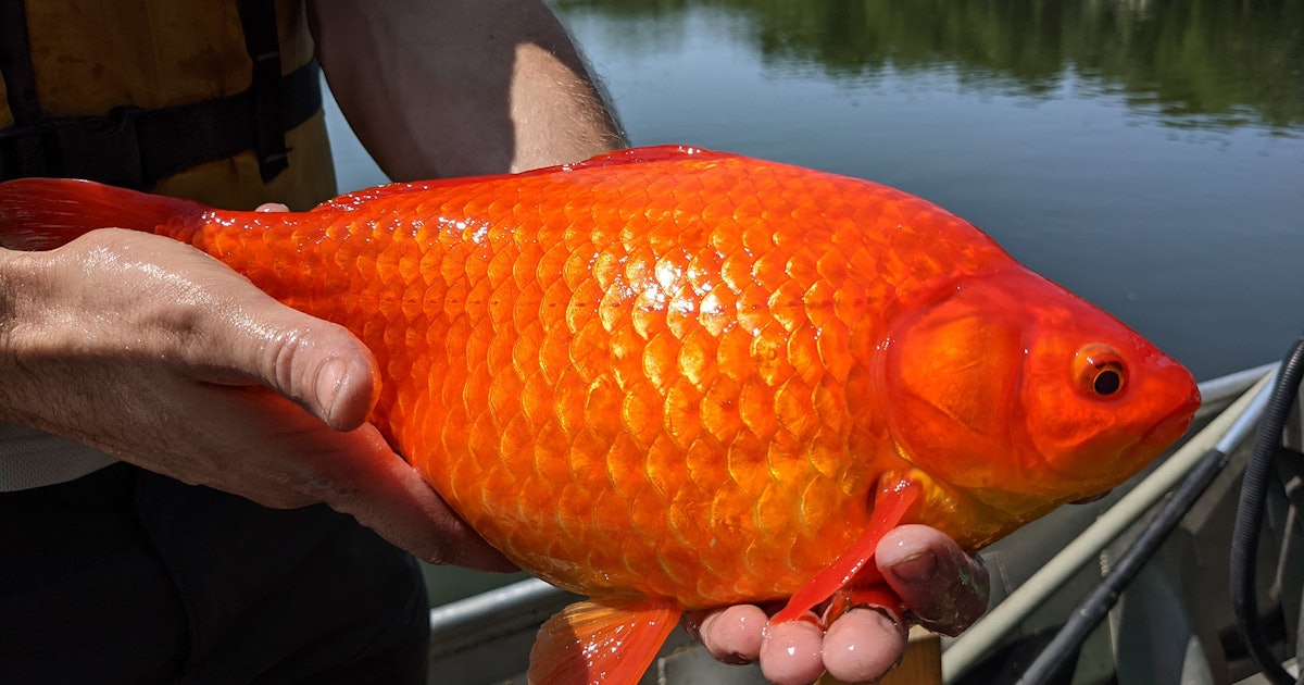 Fact-checking the Minnesota goldfish mystery: Scientists explain