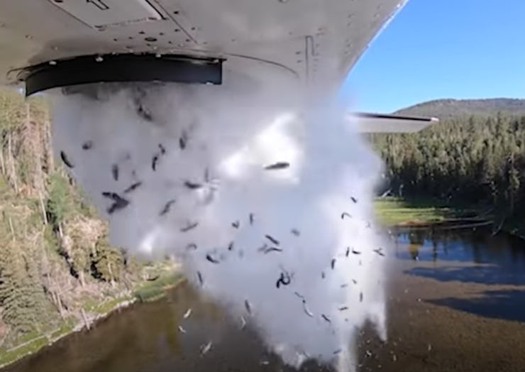 A giant cloud of fish falls into a lake