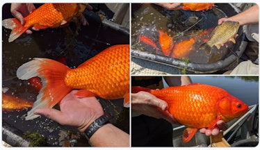 Unable or unwilling to care for their pets any longer, goldfish owners in Minnesota have been releas...