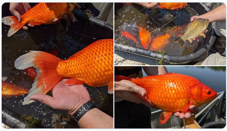 Unable or unwilling to care for their pets any longer, goldfish owners in Minnesota have been releas...