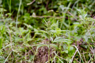 Wild cannabis plant in China