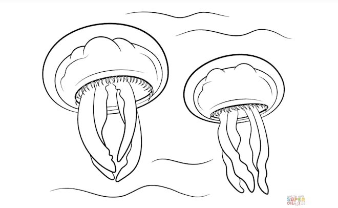 Jellyfish coloring pages: two cartoon moon jellyfish under the water.