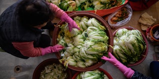 People prepare cabbages to make kimchi. 