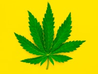 Marijuana leaf on yellow background