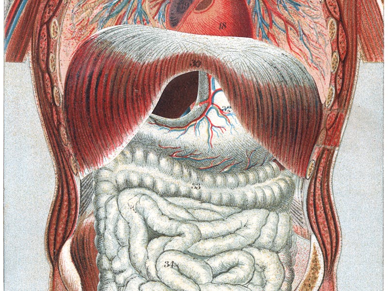 Interior human organs showing a link between fungi and gut health