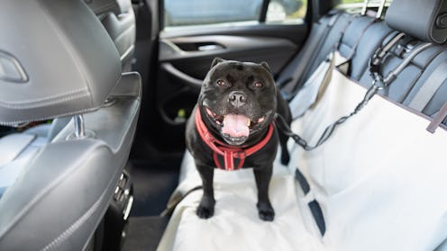 dog sitting in back seat of car on seat cover