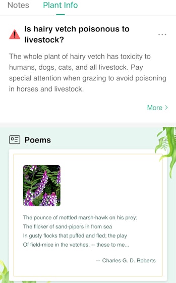 Hairy vetch photoThis page