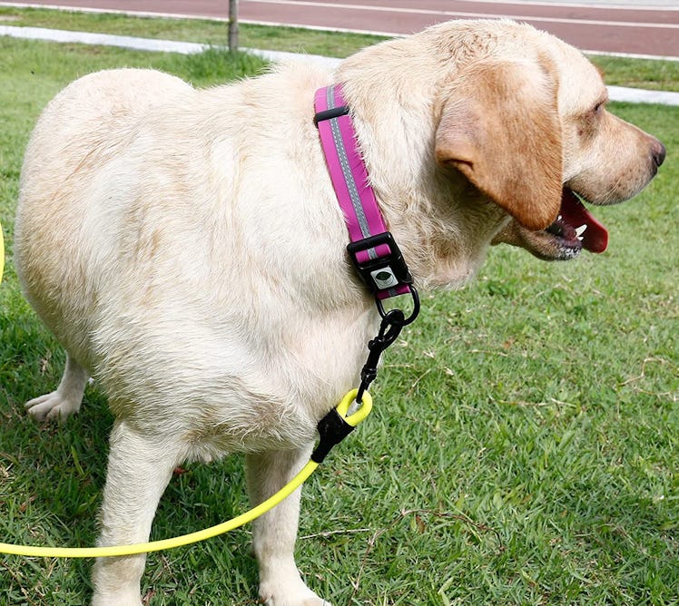 NIMBLE Waterproof Pet Collar