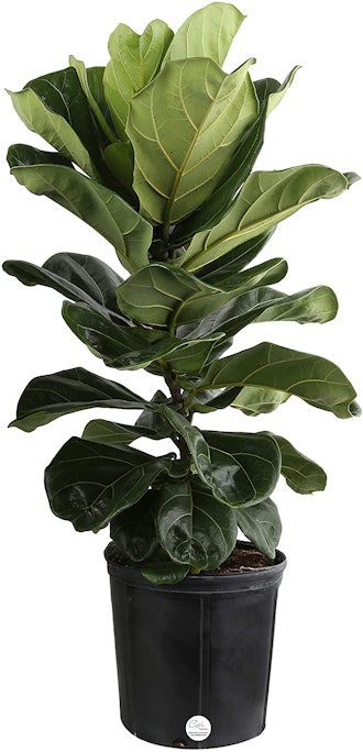 Live Ficus Lyrata, Fiddle-Leaf Fig