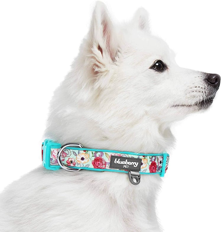 Blueberry Pet Soft & Comfy Padded Dog Collar