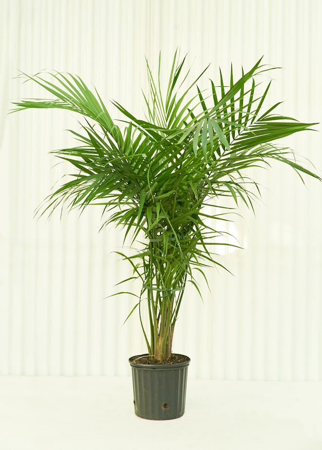 Cleo Majesty Palm