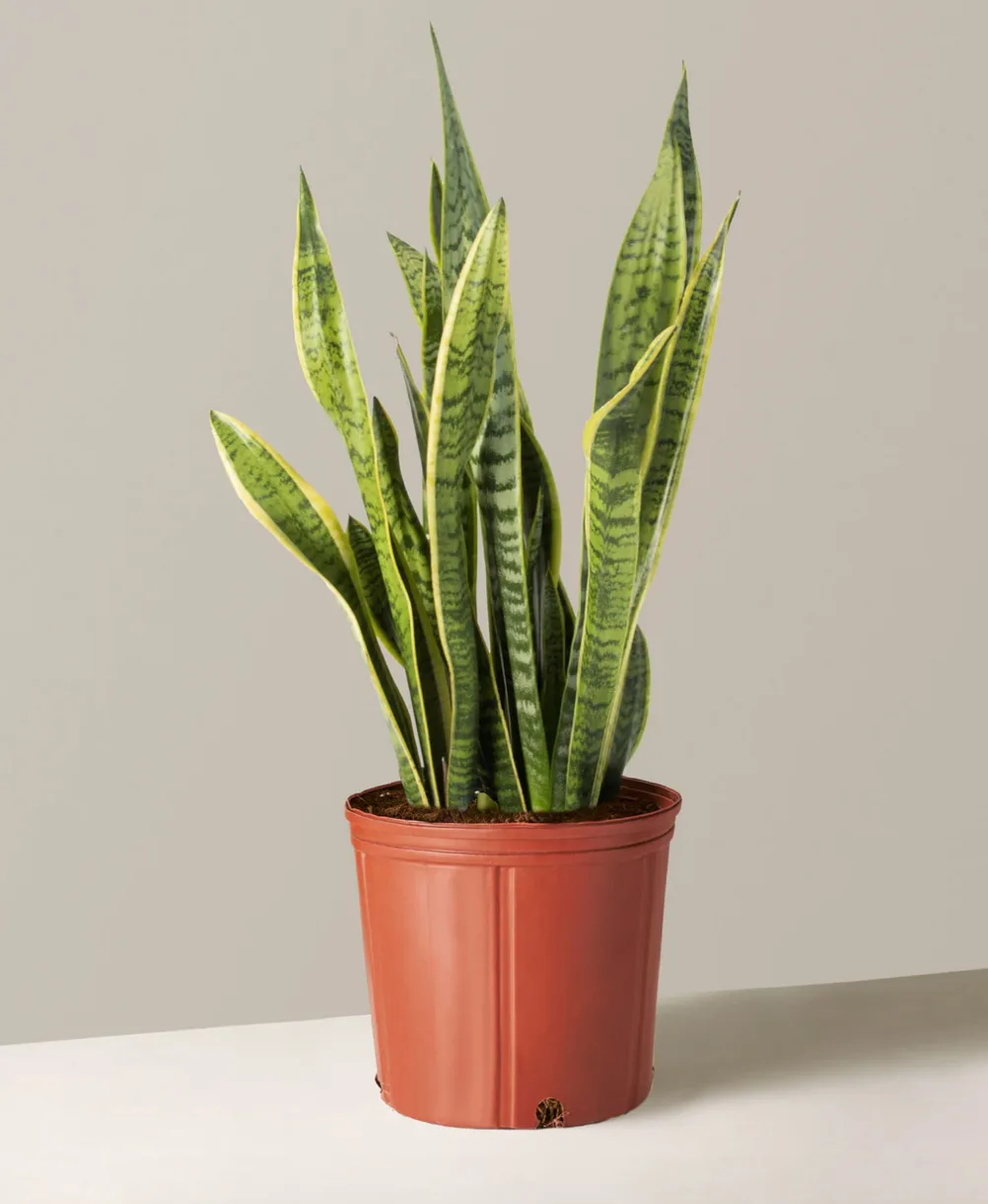 fire flash plant Spider Plant 'Fire Flash' | Indoor Plant | Tropical Plant | Potted Plant