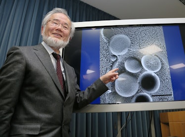 Yoshinori Ohsumi showing his work on autophagy.