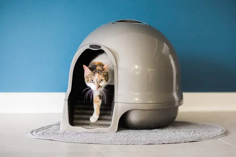 The 7 Best Cat Litter Boxes For Odor Control In 2022 best cat litter for odor and tracking