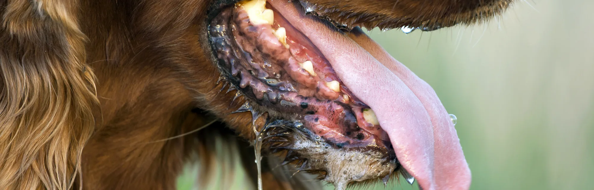 Dog drooling closeup