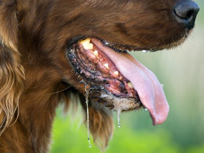 Dog drooling closeup