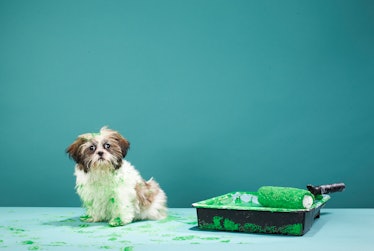 Dog green coat and paint