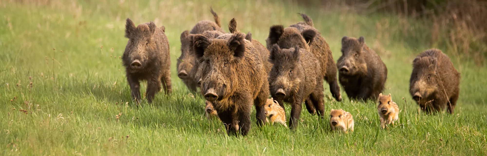 Willd hogs running in a group