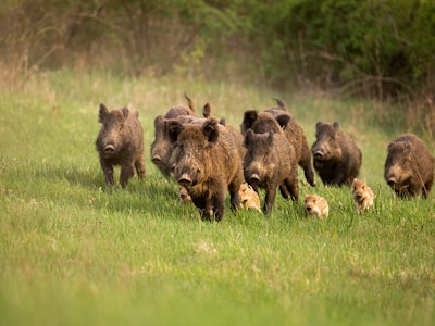 Willd hogs running in a group