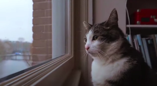 'Kitty Love: An Homage to Cats' is streaming on Netflix.