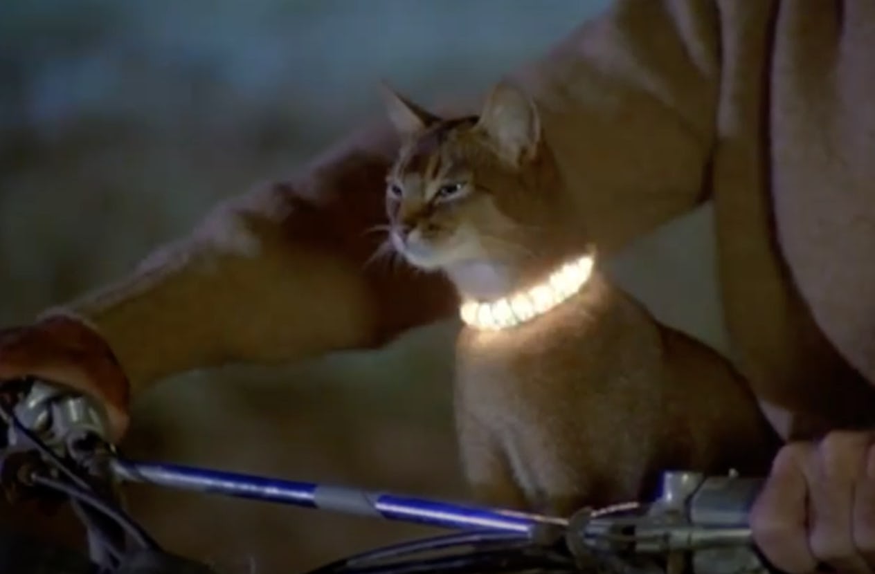 Best Cat Movies & Shows For Kids