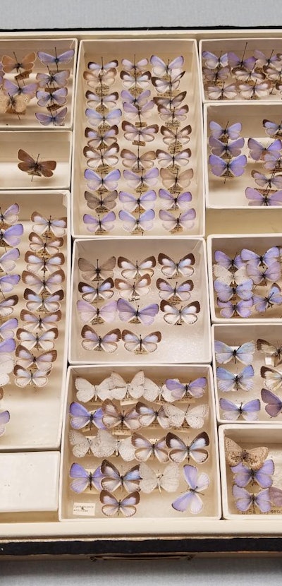 A collections drawer of extinct Xerces blue butterflies