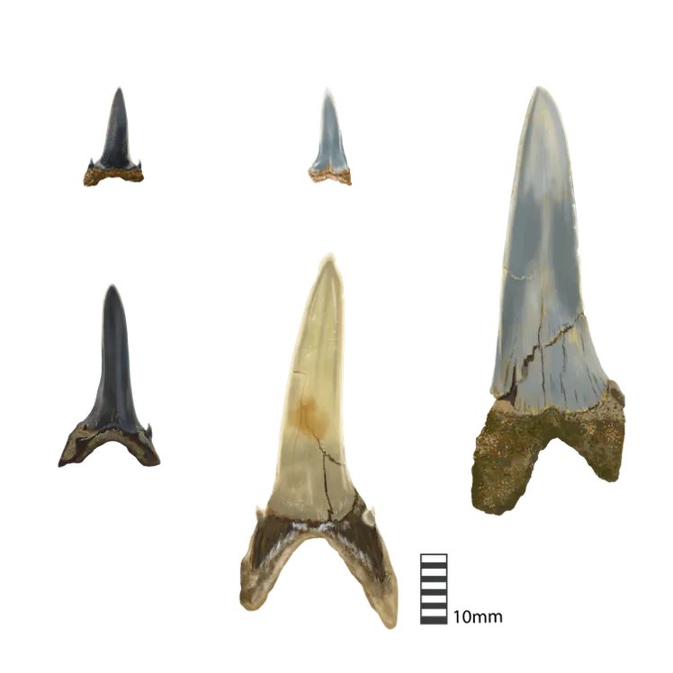 Bussel Teeth Why shark teeth are a time machine