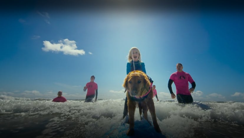 Superpower Dogs explores the incredible jobs working dogs do for people.