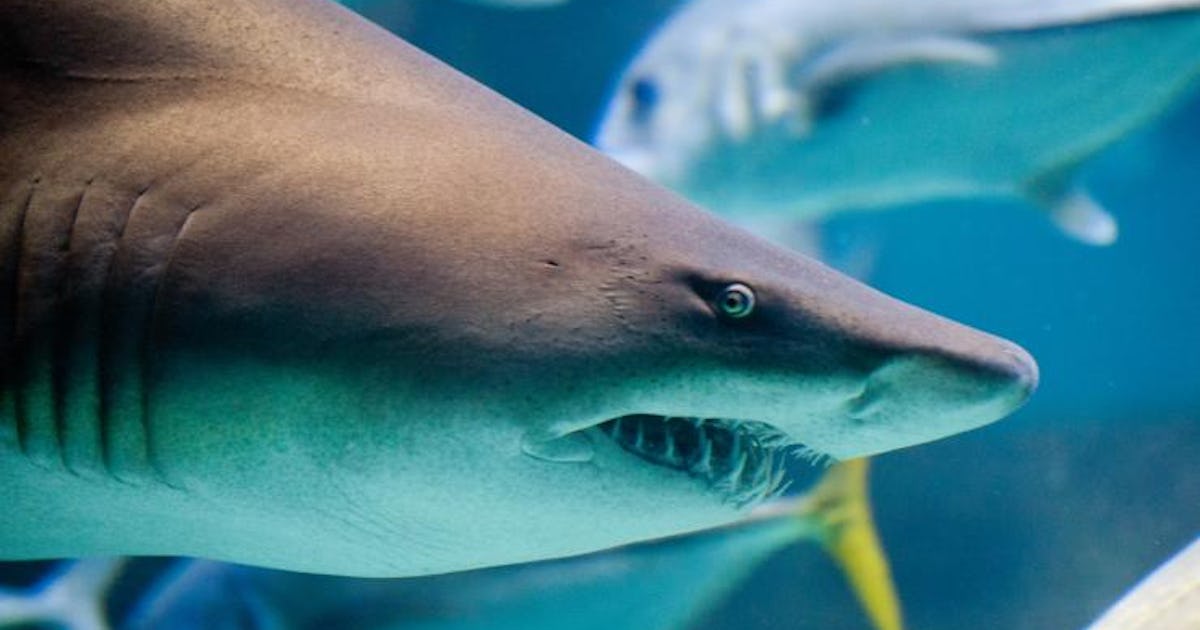 Why shark teeth are a time machine
