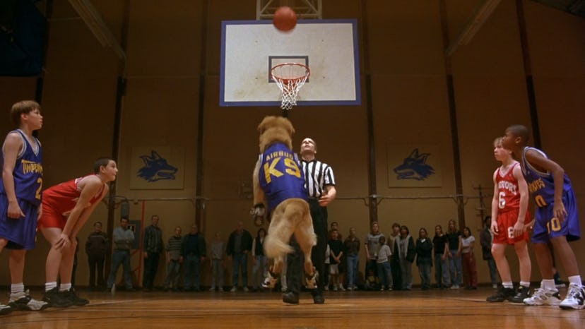 Air Bud launched a franchise of follow-up movies