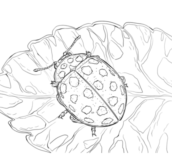 detailed ladybug coloring page
