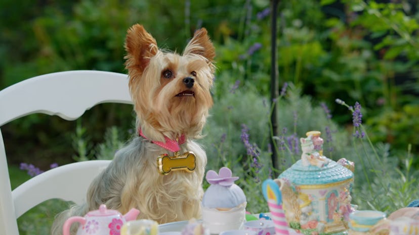 Pup Star is a movie about singing dogs