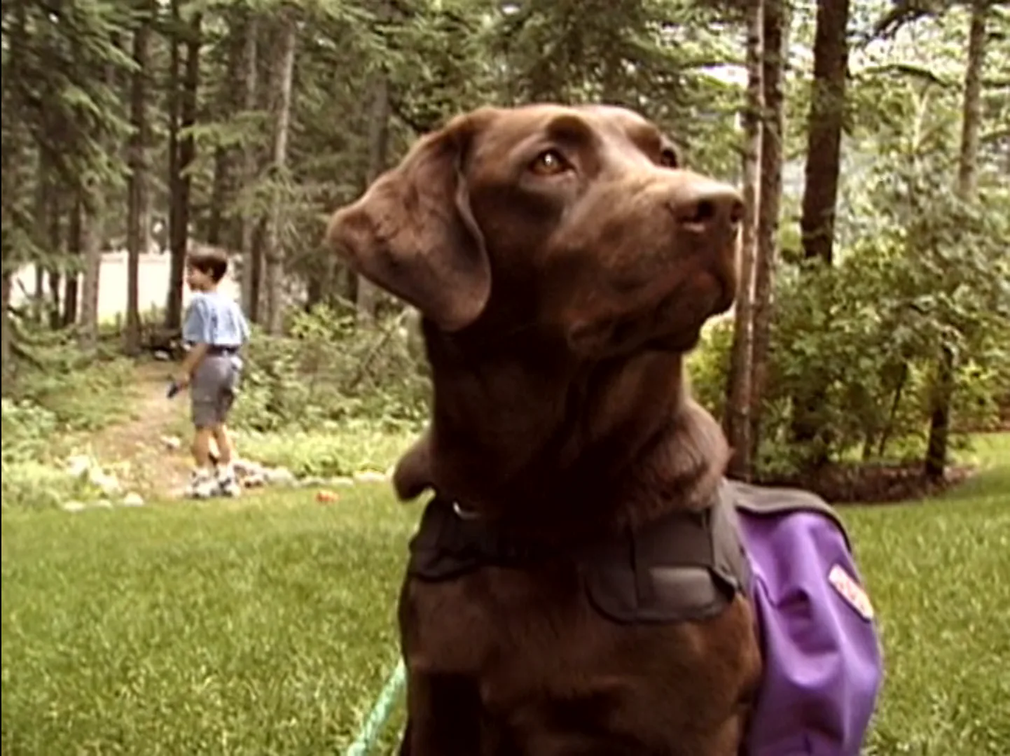 Best Dog Movies & Shows For Kids To Watch