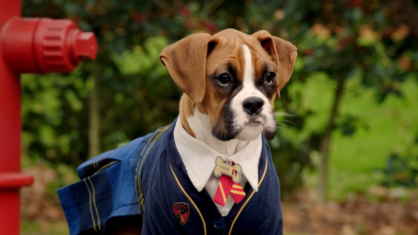 Pup Academy is a series about a secret school for dogs.