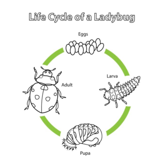 life cycle of a ladybug coloring page