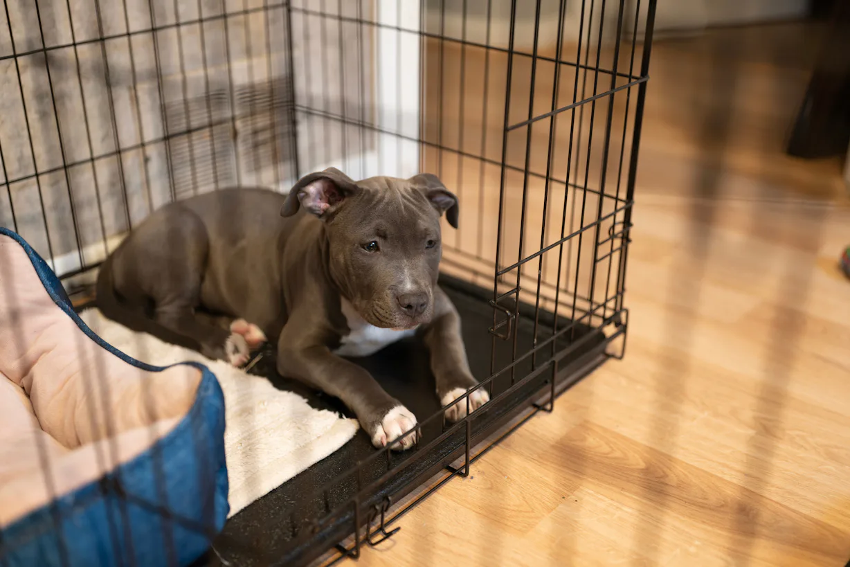 The 6 Best Puppy Crates the-6-best-puppy-crates