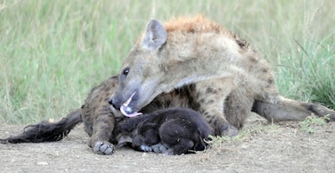 baby hyena 